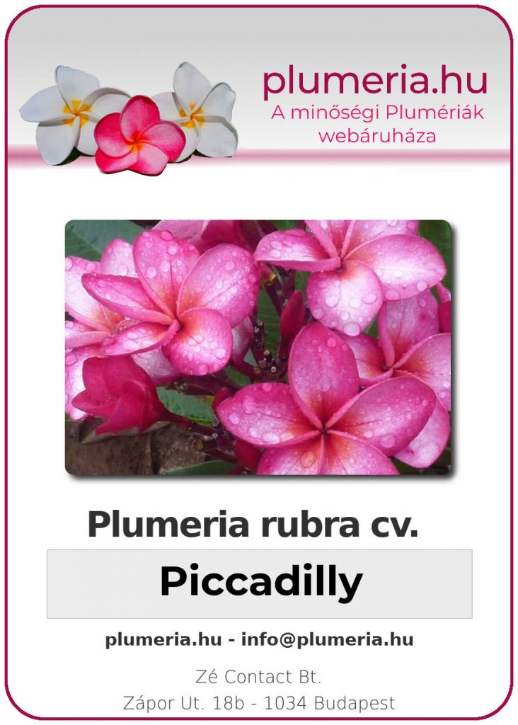 Plumeria rubra "Piccadilly"