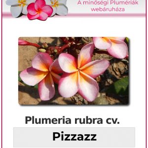 Plumeria rubra - "Pizzazz"