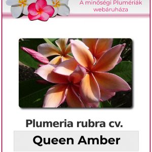 Plumeria rubra - "Queen Amber"