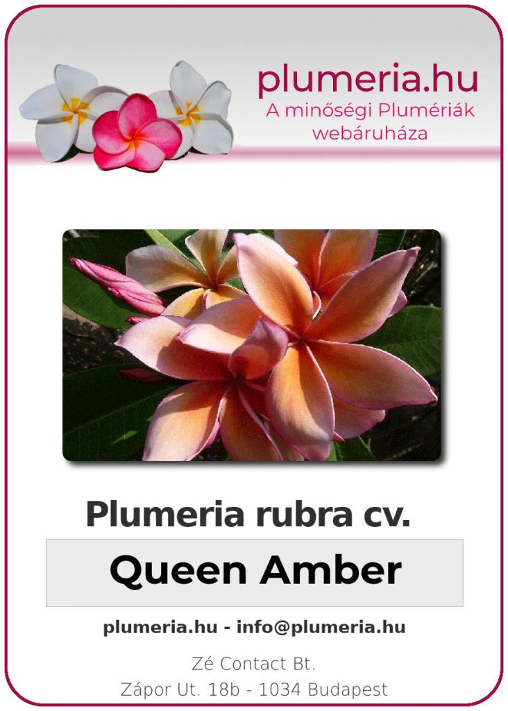 Plumeria rubra "Queen Amber"