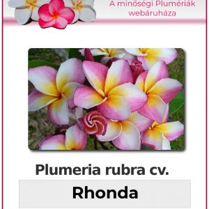 Plumeria rubra - "Rhonda"