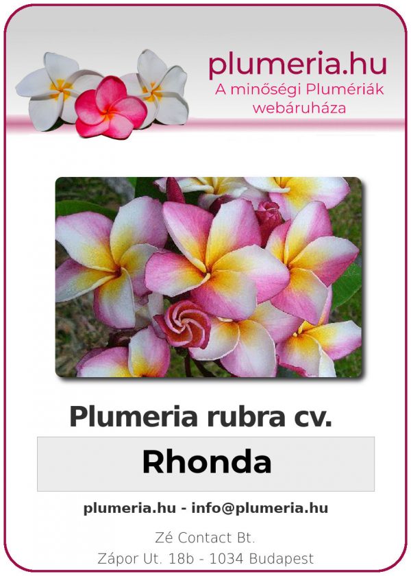 Plumeria rubra - "Rhonda"