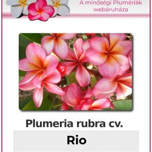 Plumeria rubra - "Rio"
