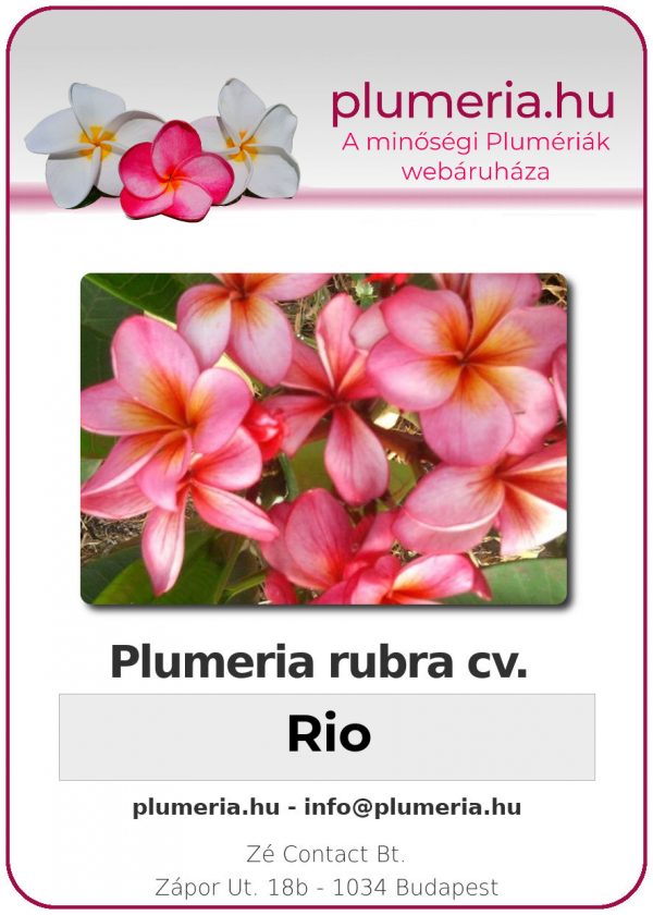 Plumeria rubra - "Rio"