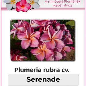 Plumeria rubra - "Serenade"