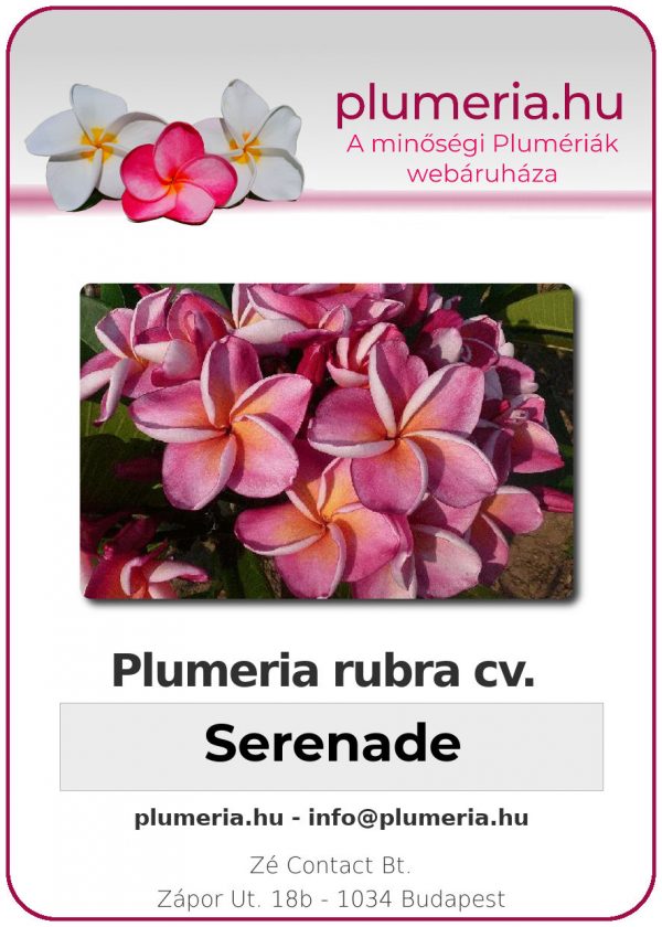 Plumeria rubra - "Serenade"
