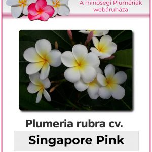 Plumeria rubra - "Singapore Pink"