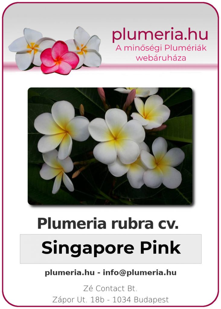 Plumeria rubra "Singapore Pink" - kopasz gyökér