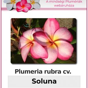 Plumeria rubra - "Soluna"
