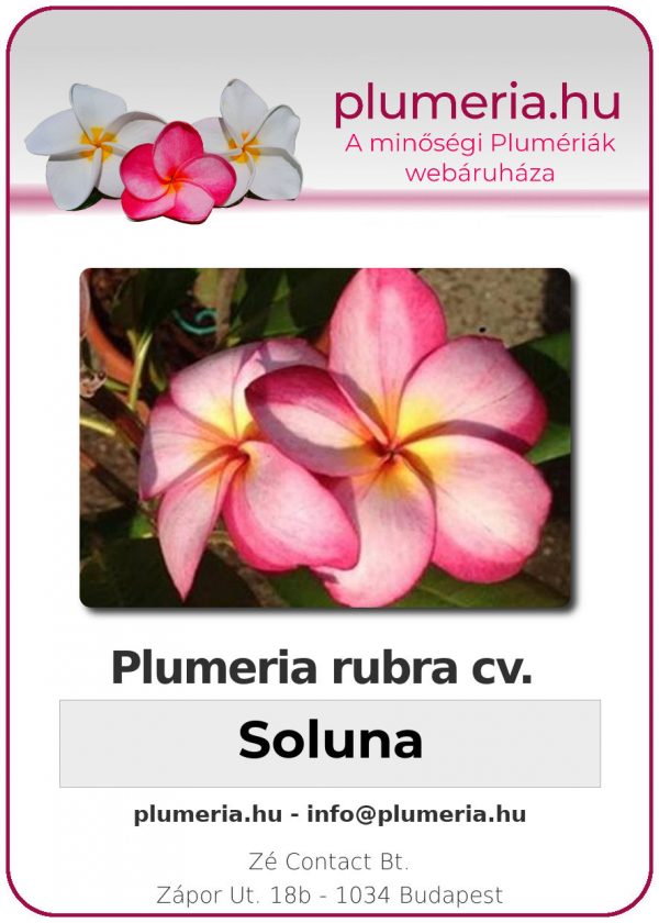 Plumeria rubra - "Soluna"