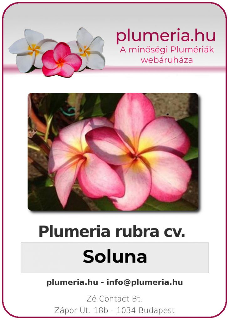 Plumeria rubra "Soluna"