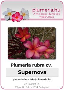 Plumeria rubra - "Supernova"