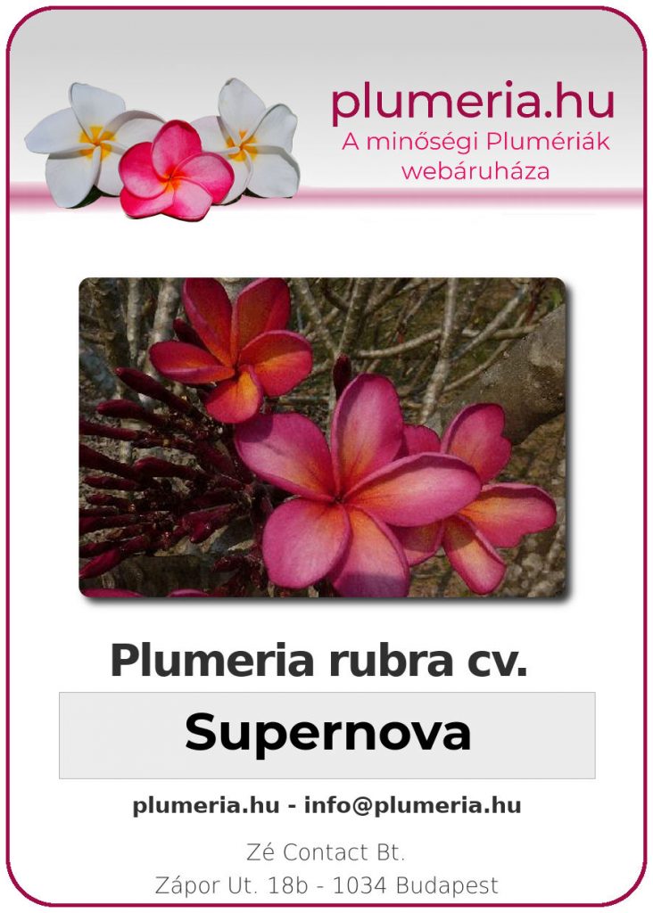 Plumeria rubra "Supernova"