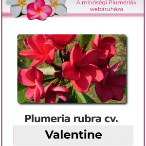 Plumeria rubra - "Valentine"