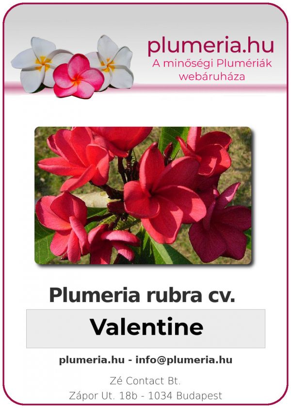 Plumeria rubra - "Valentine"