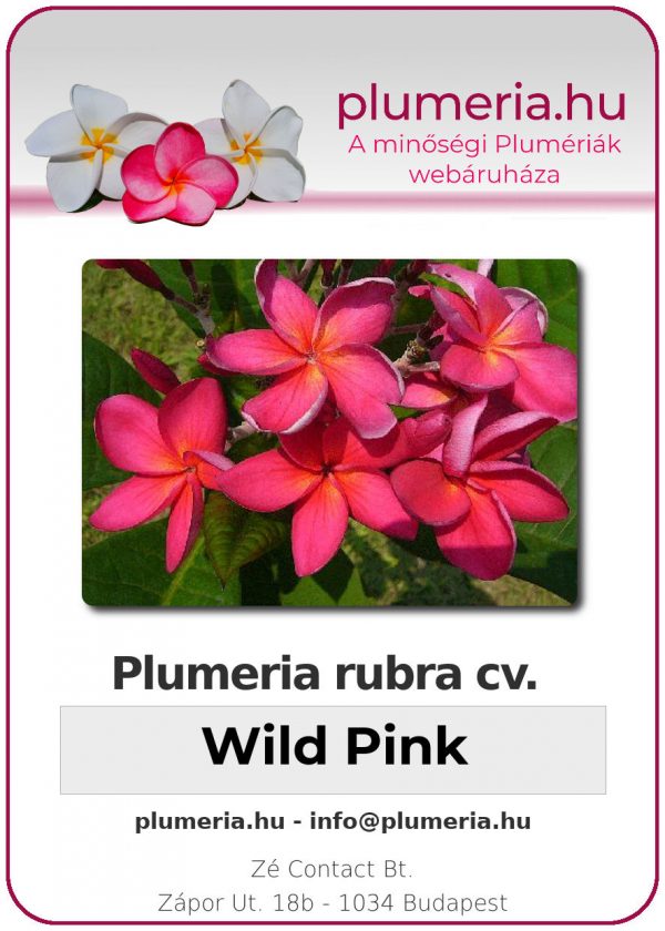 Plumeria rubra - "Wild Pink"