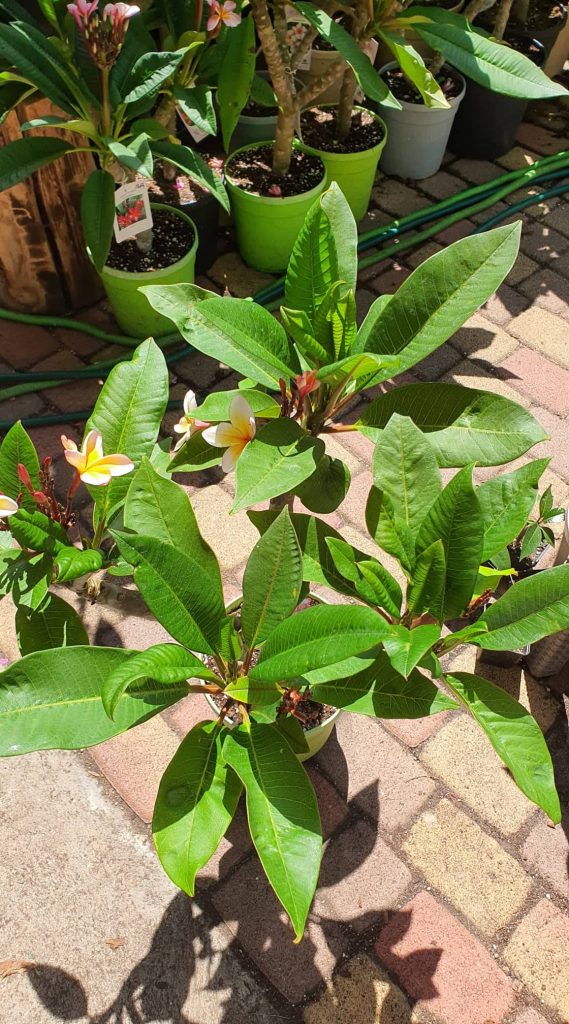 Napi növény ajanlat - Plumeria rubra "Mojito", virágzó