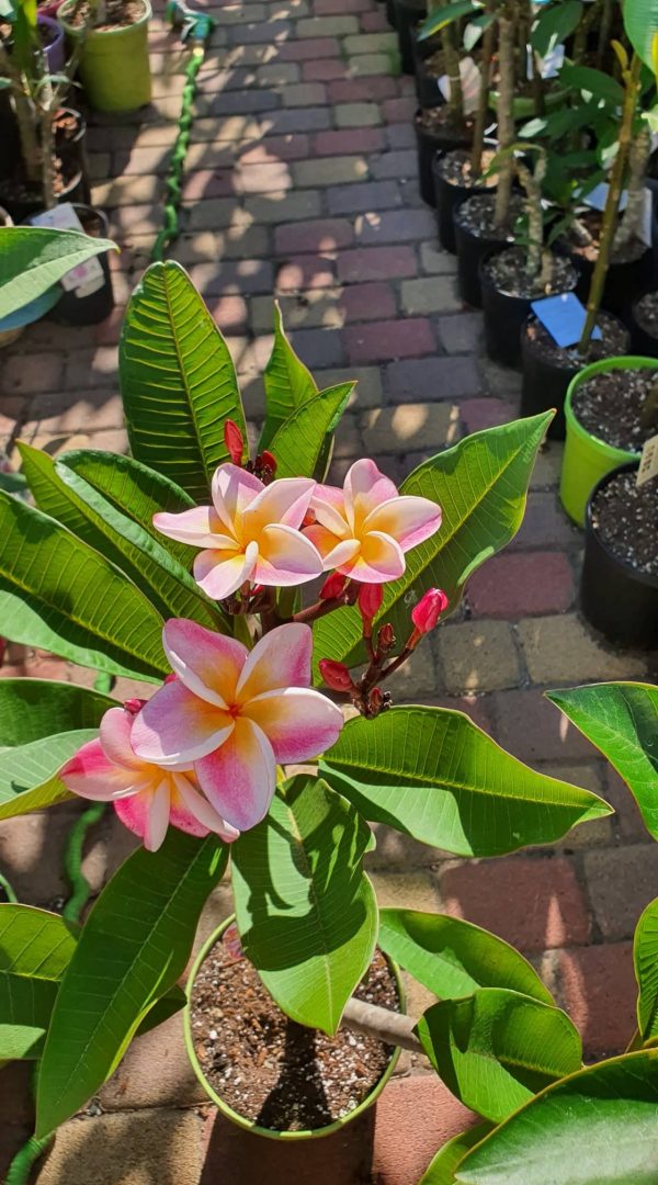 Plumeria rubra "Serenade"
