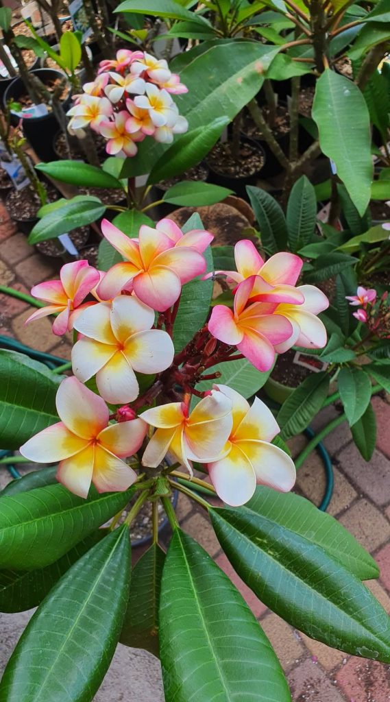 Napi növény ajanlat - Plumeria rubra "Inner Peace", virágzó