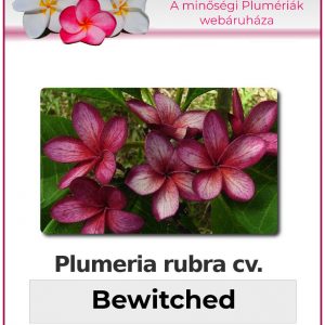 Plumeria rubra - "Bewitched"
