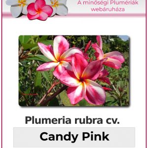 Plumeria rubra - "Candy Pink"