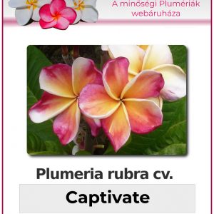 Plumeria rubra - "Captivate"