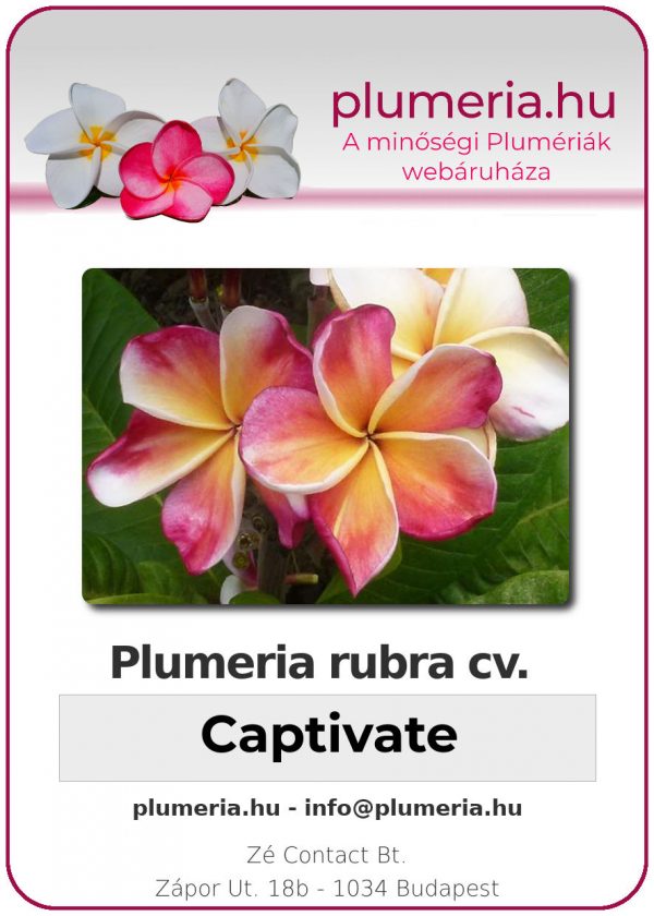 Plumeria rubra - "Captivate"