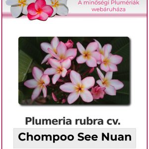 Plumeria rubra - "Chompoo See Nuan"