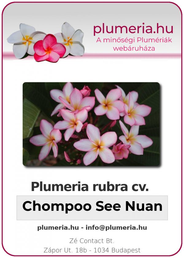 Plumeria rubra - "Chompoo See Nuan"