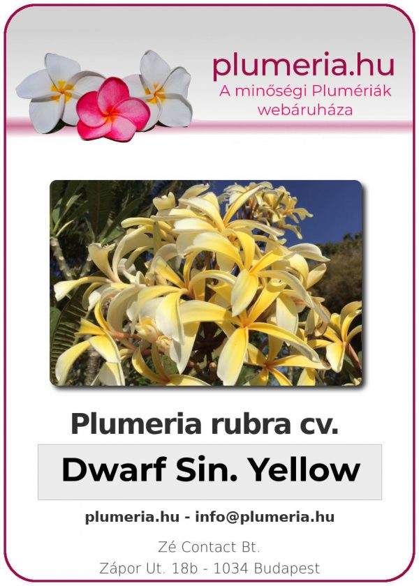 Plumeria rubra - "Dwarf Singapore Yellow"