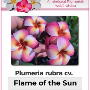 Plumeria rubra - "Flame of the Sun"
