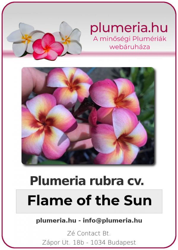 Plumeria rubra - "Flame of the Sun"