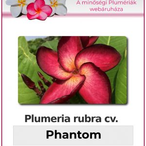Plumeria rubra - "Phantom"
