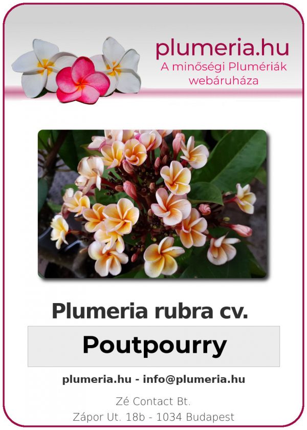 Plumeria rubra - "Poutpourry"