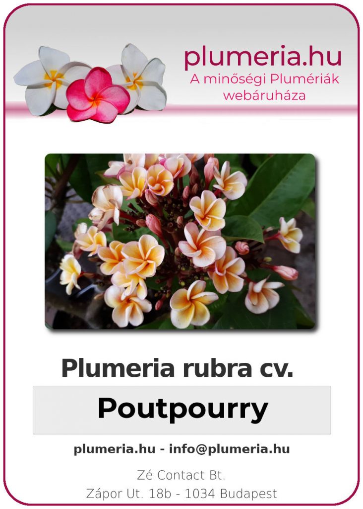 Plumeria rubra "Poutpourry"