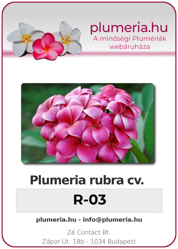 Plumeria rubra - "R-03"