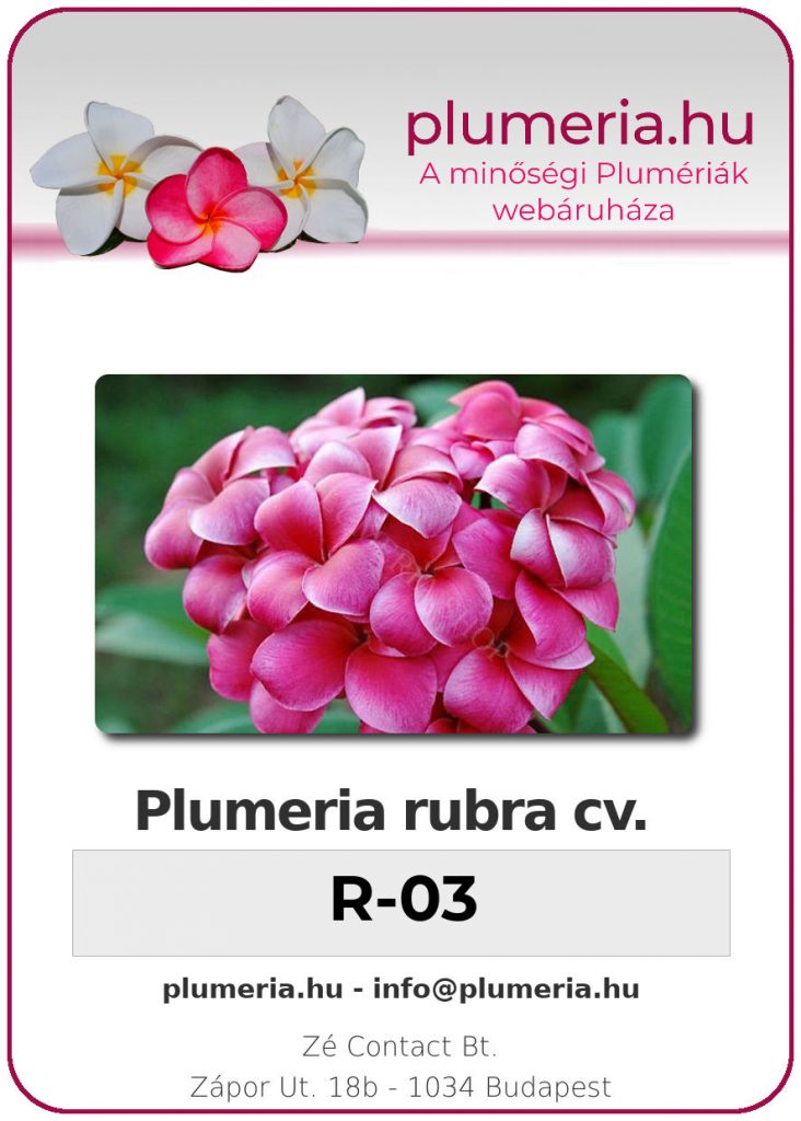 Plumeria rubra "R-03"