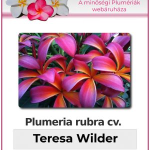 Plumeria rubra - "Teresa Wilder"