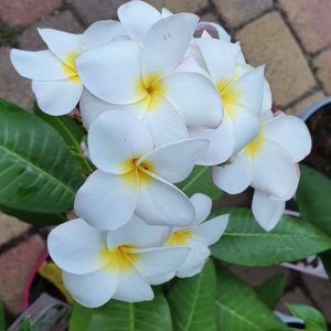 Plumeria rubra "Mini White"