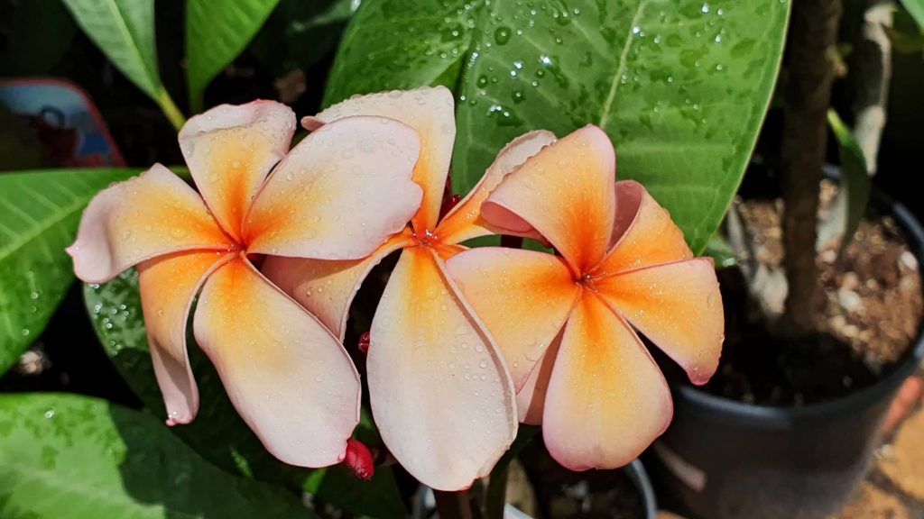 Plumeria rubra "Queen Amber"