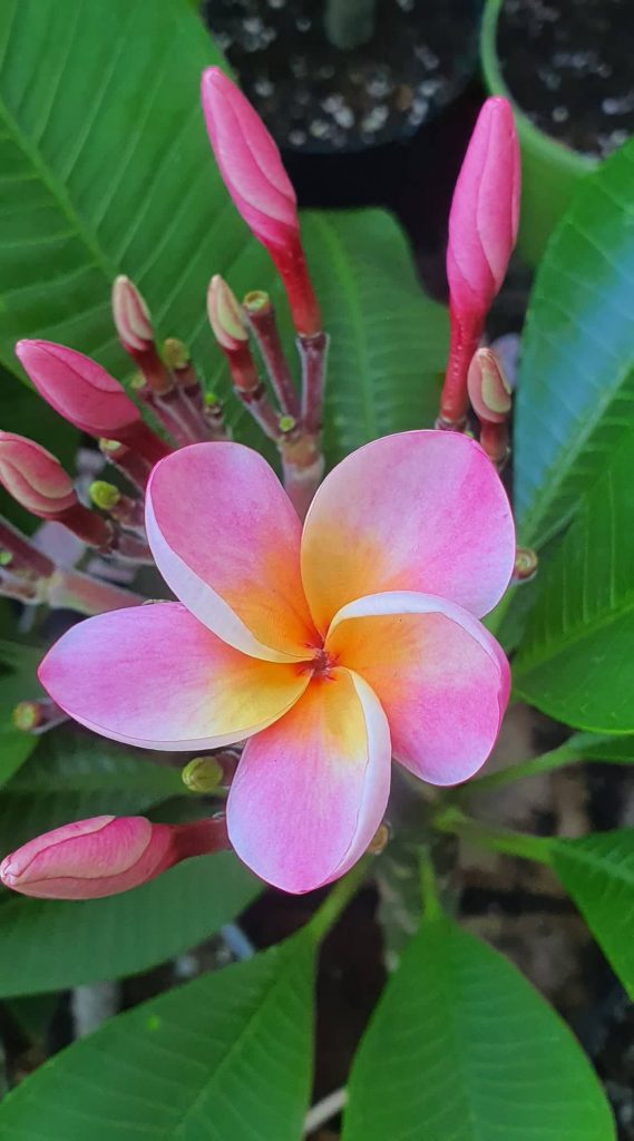 Napi növény ajanlat - Plumeria rubra "Mini Me", virágzó