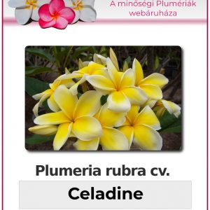 Plumeria rubra - "Celadine"
