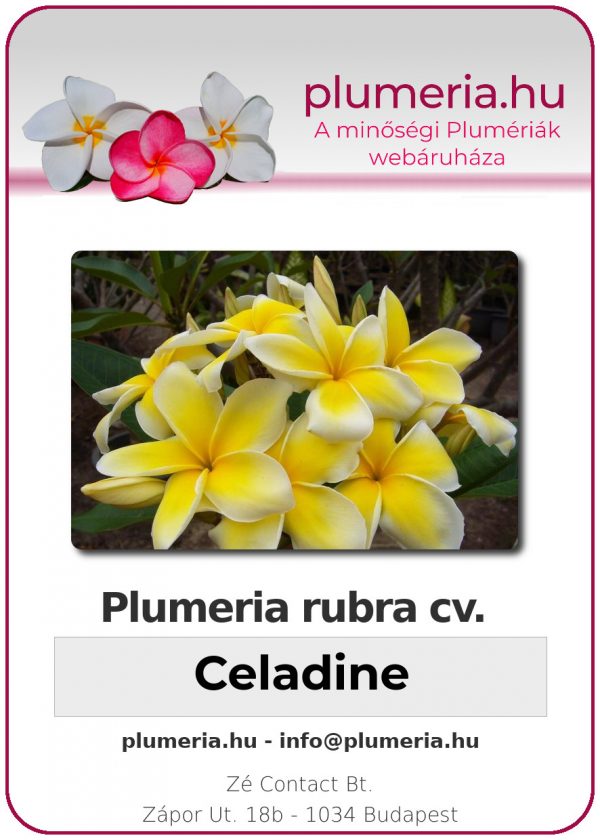 Plumeria rubra - "Celadine"