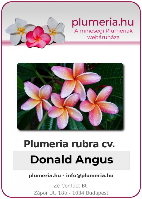 Plumeria rubra - "Donald Angus"
