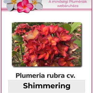Plumeria rubra - "Shimmering"