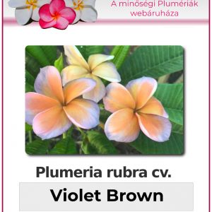 Plumeria rubra - "Violet Brown"