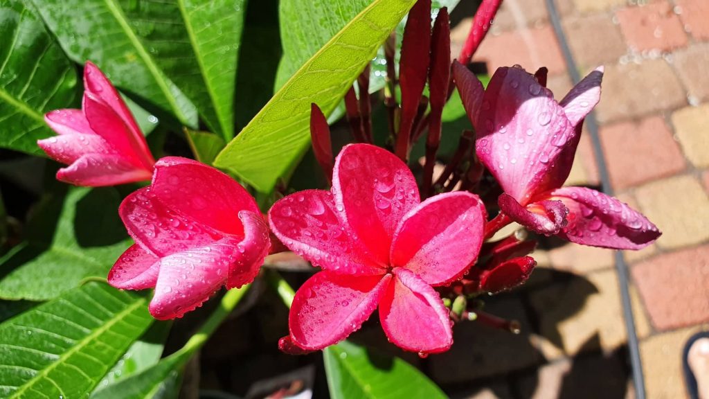 Plumeria rubra "Red Jack"