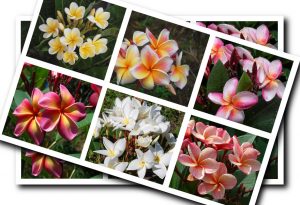 Plumeria képek