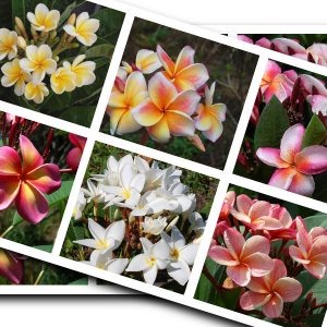 Plumeria képek
