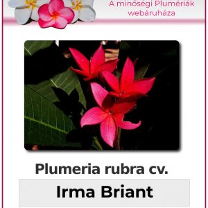 Plumeria rubra - "Irma Briant"